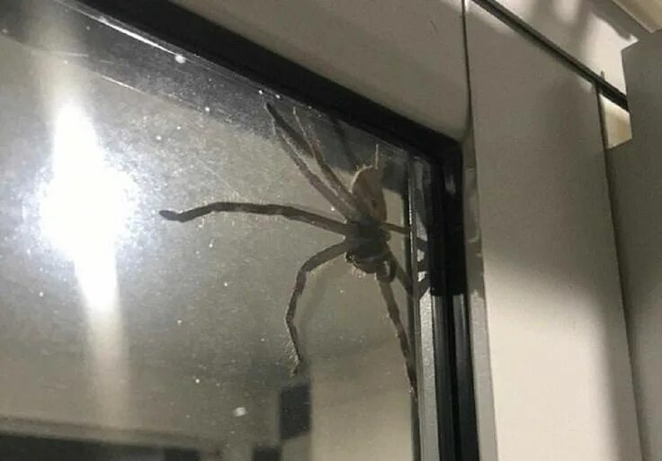 Пауки в квартире фото 90) Твиттер Giant spider, Huntsman spider, Spider