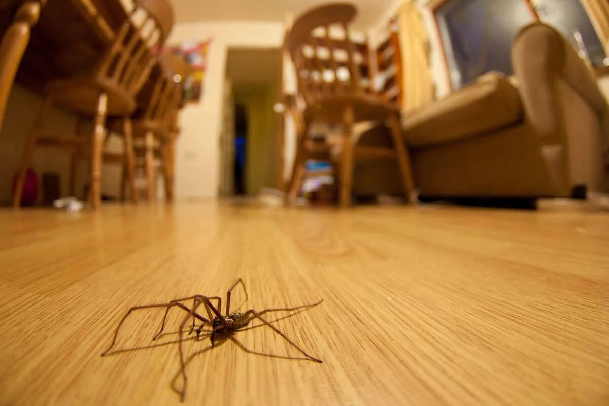 Пауки в квартире фото Spiders can hear you walking and talking from across the room New Scientist