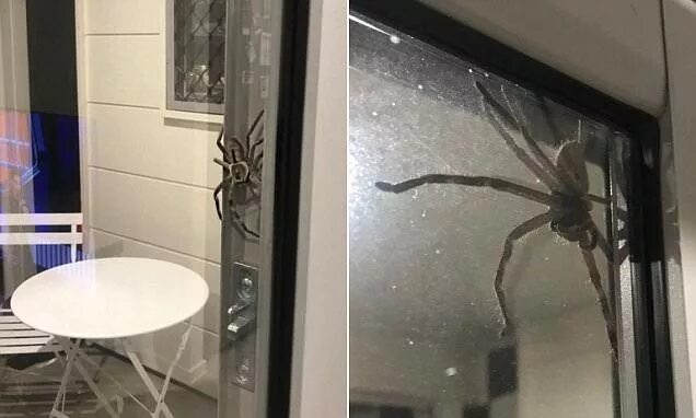 Пауки в квартире фото Is this the biggest spider EVER? Giant 'angry' huntsman called Aragog Huge spide