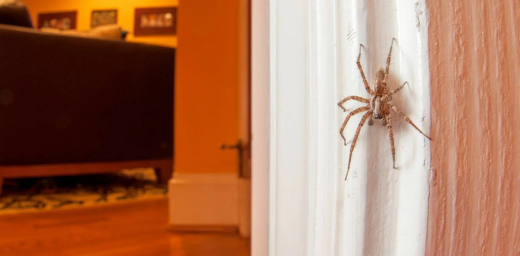 Пауки в квартире фото Spiders are a natural and healthy part of your home’s ecosystem.