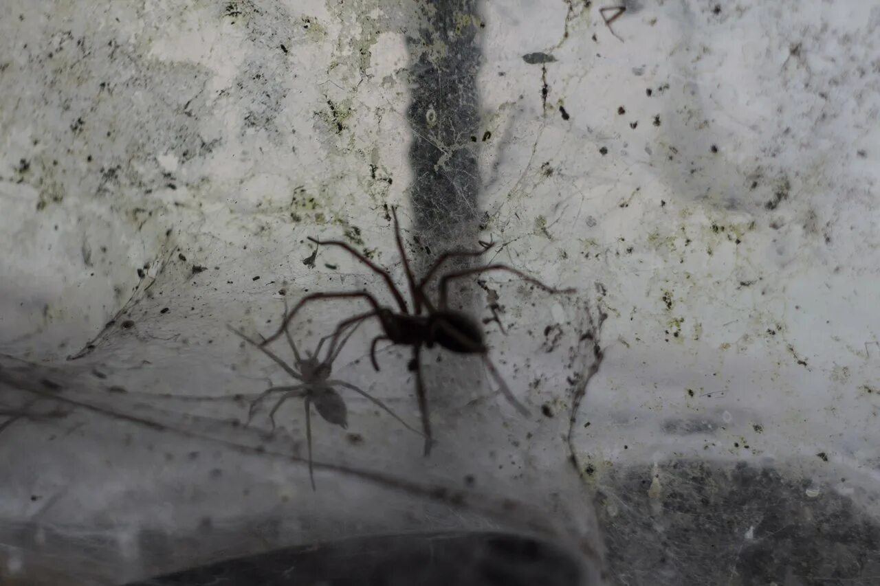 Пауки в квартире фото Spiders in the basement of the house - Steemit