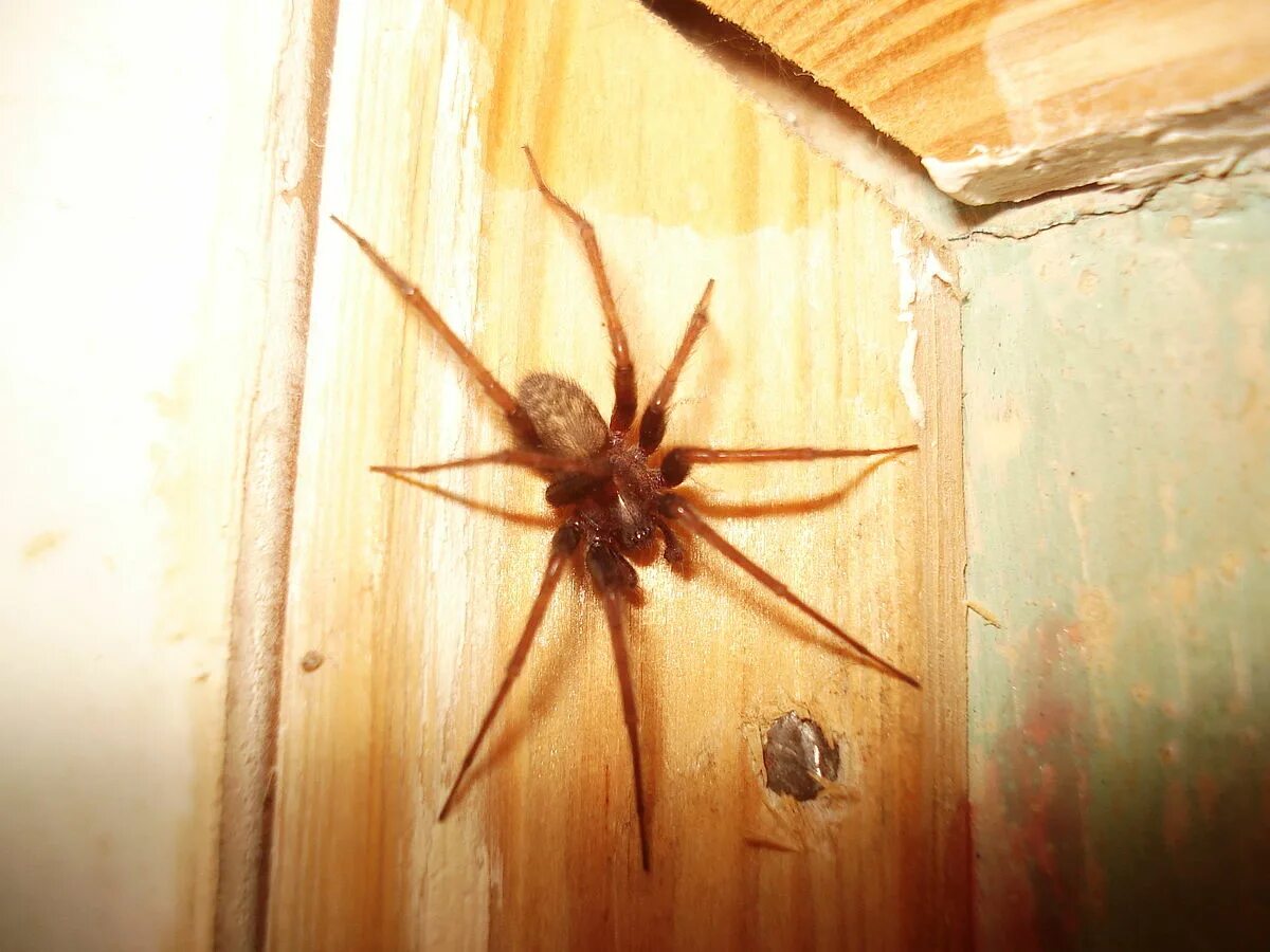 Пауки в квартире фото File:001 Tegenaria domestica.JPG - Wikimedia Commons