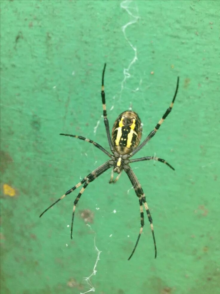 Пауки в тульской области фото с названиями Pin on Spiders Spider, Animals, Insects