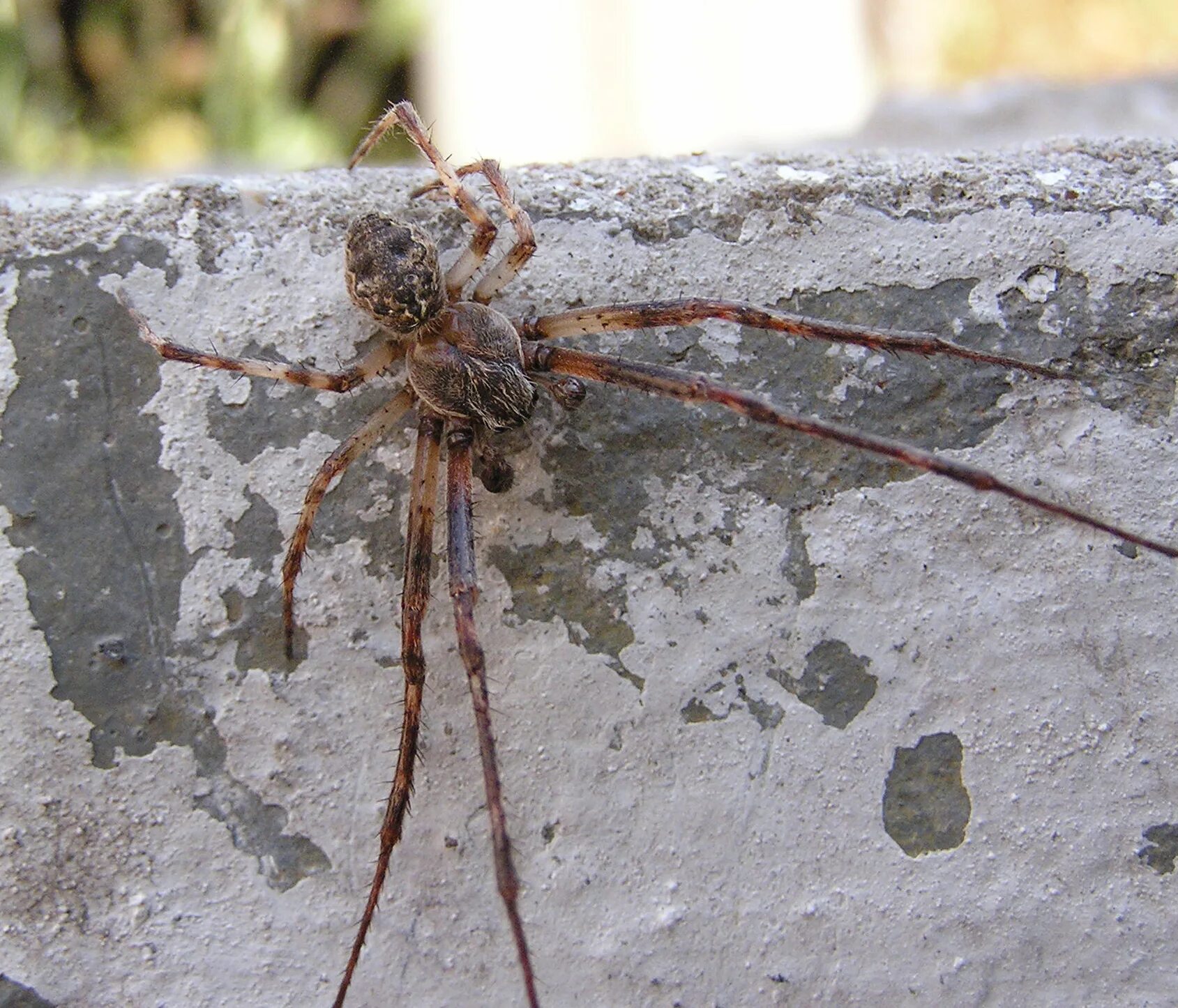 Пауки в тульской области фото с названиями File:Ab spider 006.jpg - Wikimedia Commons