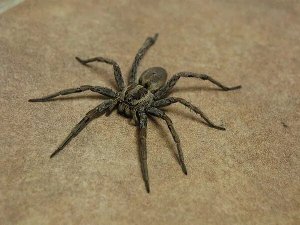 Пауки в турции фото Aranha Wiki Mundo Animal Fandom
