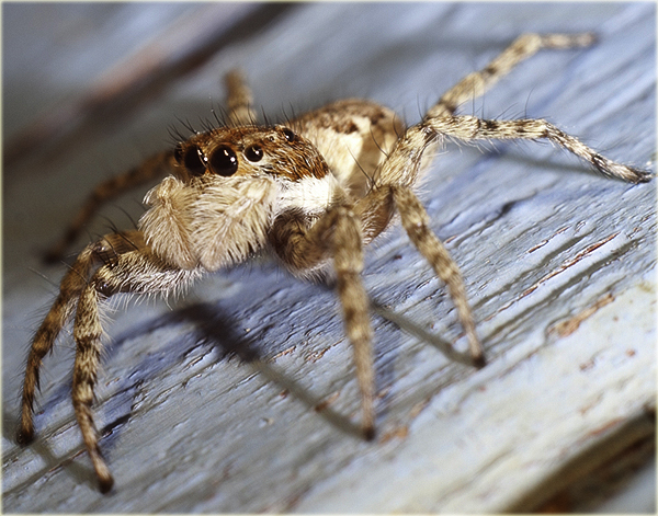 Пауки в турции фото Arachnerds: Spiders of Turkey