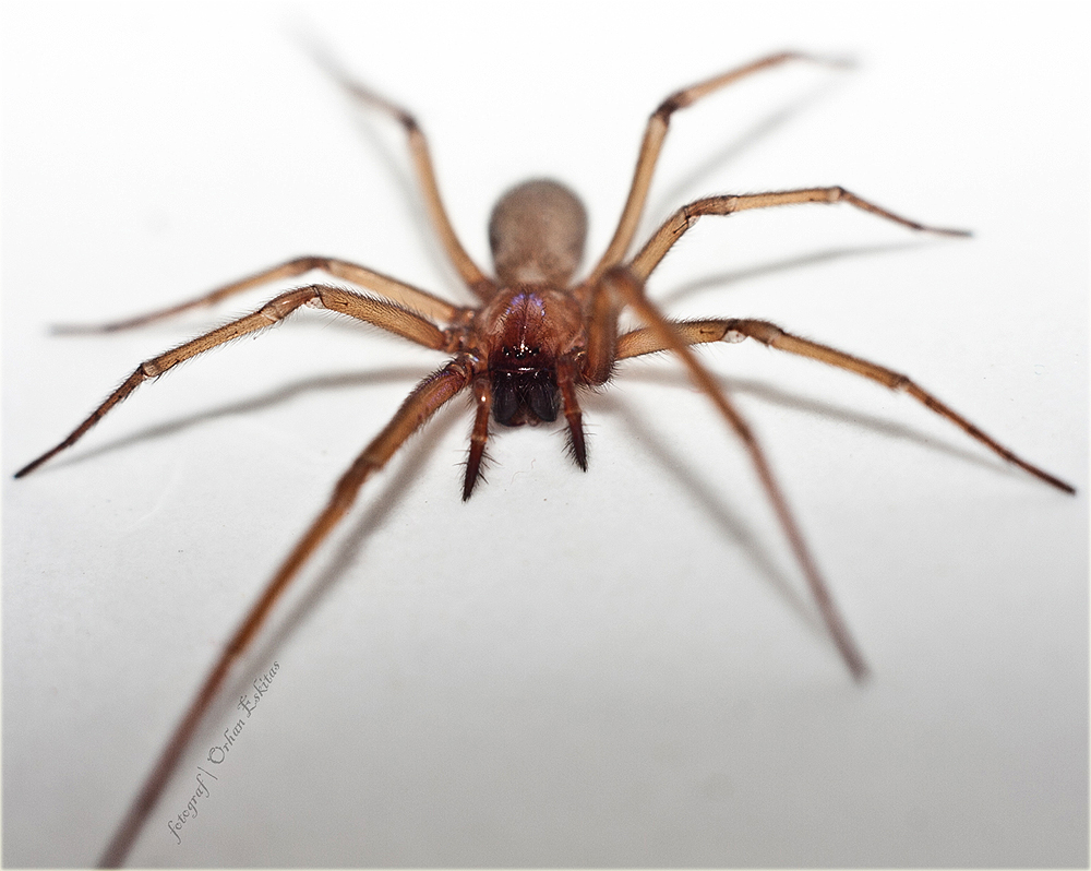 Пауки в турции фото Arachnerds: Spiders of Turkey