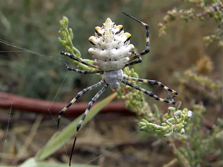 Пауки волгоградской области фото и названия Argiope lobata (Araneidae)