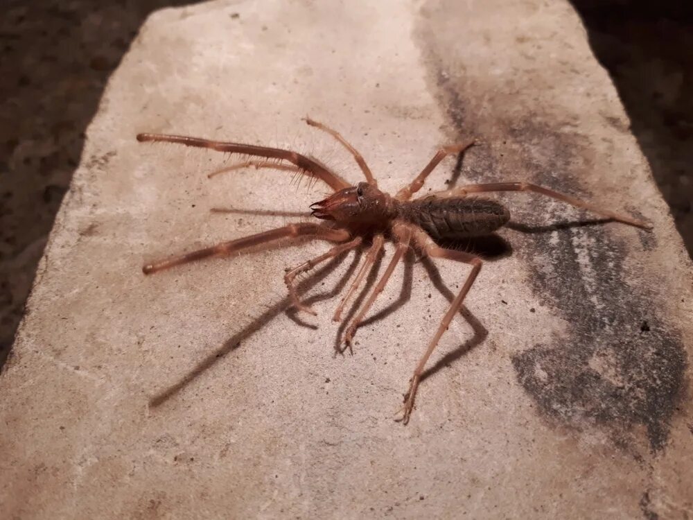 Пауки волгоградской области фото и названия Residents of Kamyshin were frightened by the semi-bug semi-spider found in garag