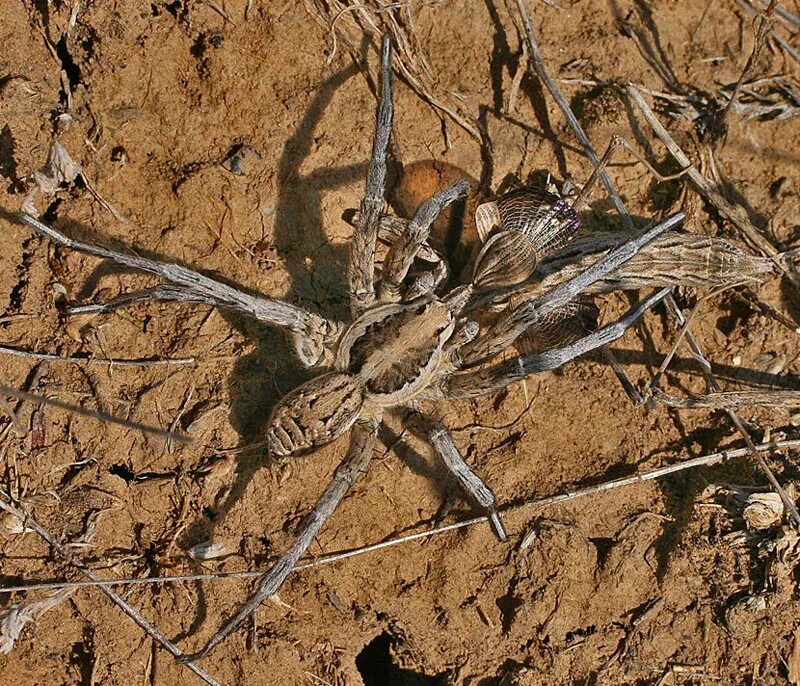 Пауки волгоградской области фото и названия Богомолы. Часть 3. Bolivaria brachyptera - Короткокрылая боливария: shinkarenkos