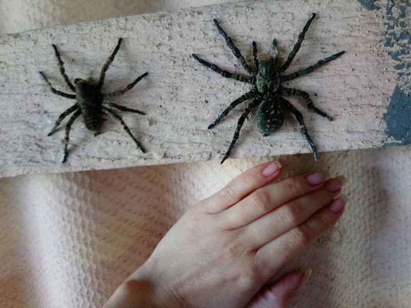 Пауки воронежской области фото Огромные жирные пауки массово атакуют жилища воронежцев