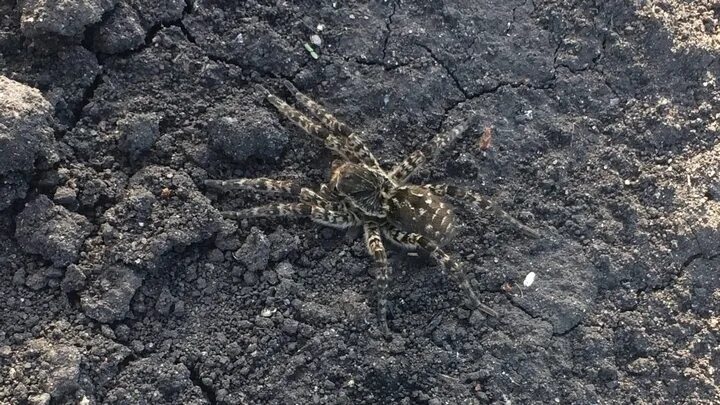 Пауки воронежской области фото Воронежцы сообщили о появившихся в регионе южнорусских тарантулах - Новости Воро