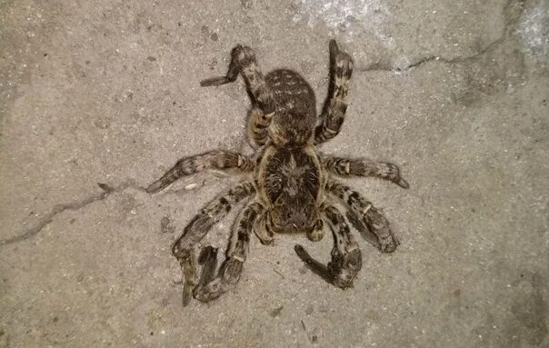 Пауки воронежской области какие водятся фото Жителя Воронежской области удивил паук-притворщик Членистоногое прикинулось мёрт