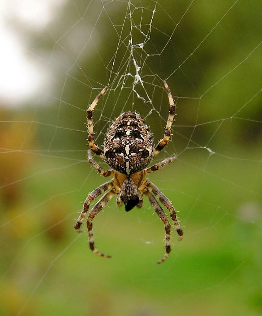 Пауки южного урала фото с названиями European Garden Spider Wild Kratts Wiki Fandom