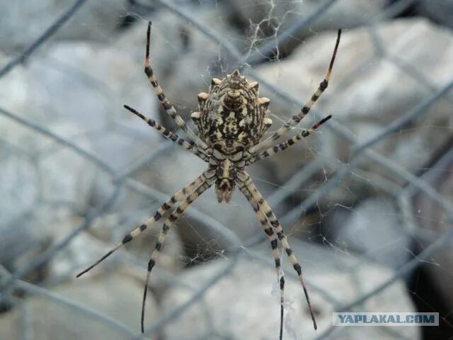 Пауки забайкальского края фото и описание spider Spider, Art, Skull