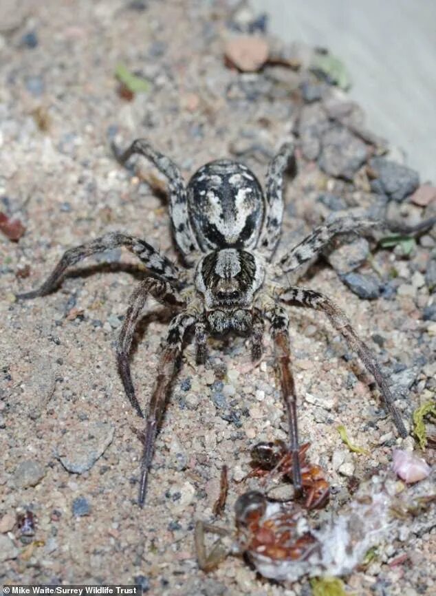 Пауки забайкальского края фото и описание Endangered British Great Fox spider seen for first time in 27 years Daily Mail O