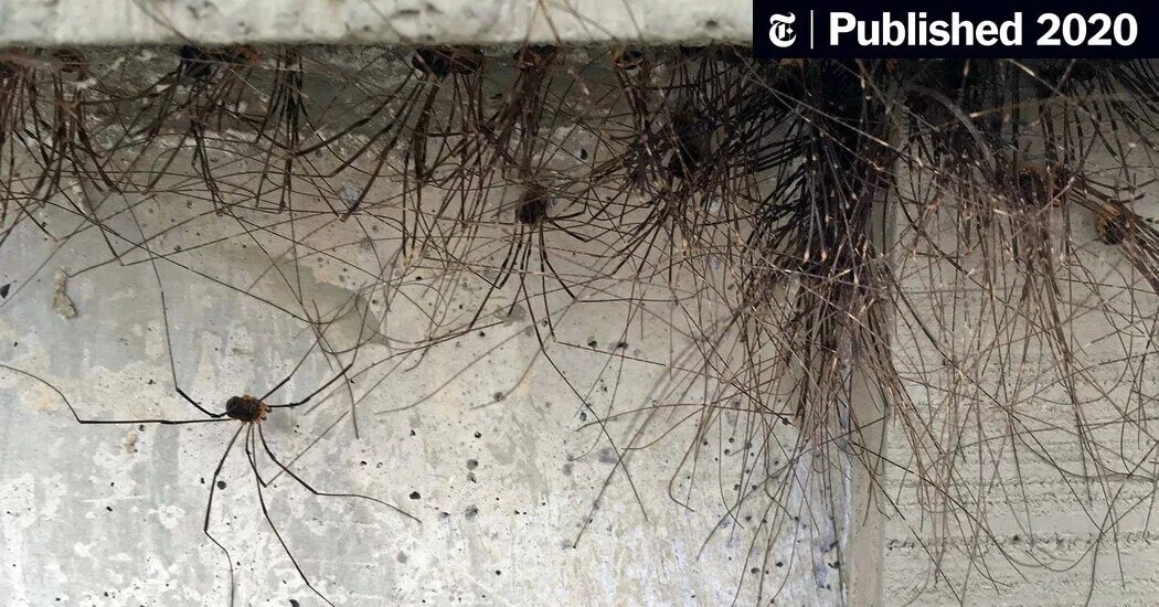 Пауки живущие дома фото Did This Building Grow a Beard? Nope. Those Are Legs. - The New York Times