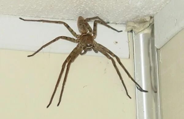 Пауки живущие дома фото Pin on scarey things Huntsman spider, Giant huntsman spider, Big spiders
