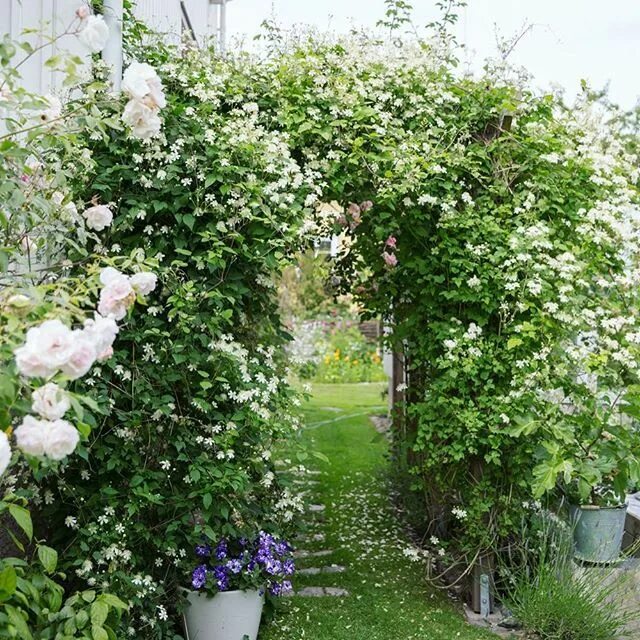Паул фаргез клематис фото и описание clematis summer snow - Sök på Google Utomhus, Trädgård, Växter