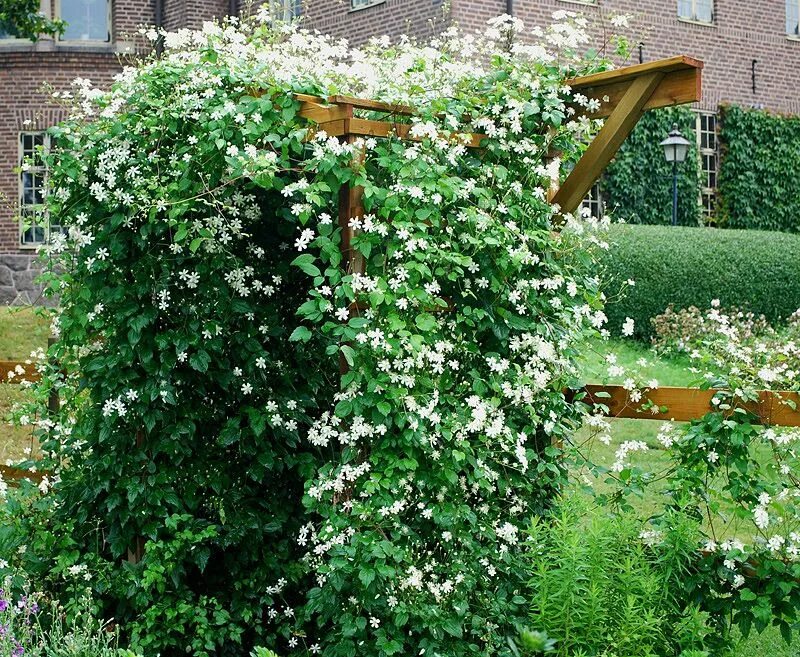 Паул фаргез клематис фото и описание Stjärnklematis - Clematis fargesii 'Summer Snow' Klematis, Garden cottage, Vackr