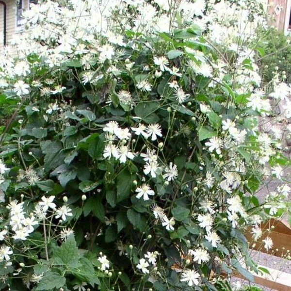 Паул фаргез клематис фото и описание Pin på Trädgård pergola
