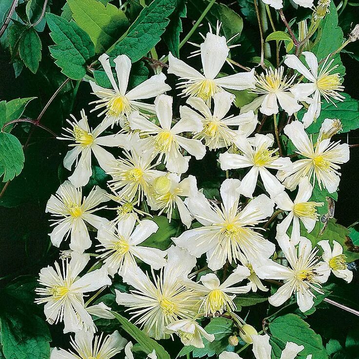 Паул фаргез клематис фото и описание Krukodlad Klematis 'Paul Farges' (fargesii Sum Snow) Snow in summer, Garden, Pla