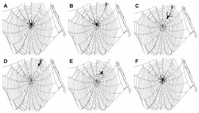 Паутина крючком схема Download scientific diagram Drawing of a spider web at each stage of the spider 