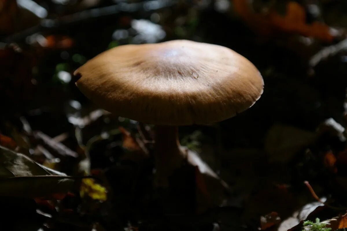 Паутинка грибы фото Free Images : flower, autumn, fungus, toxic, agaric, forest mushroom, macro phot