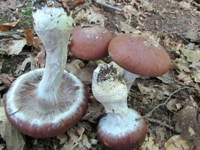 Паутинка грибы фото Superb cobweb: photo and description - Healthy Food Near Me