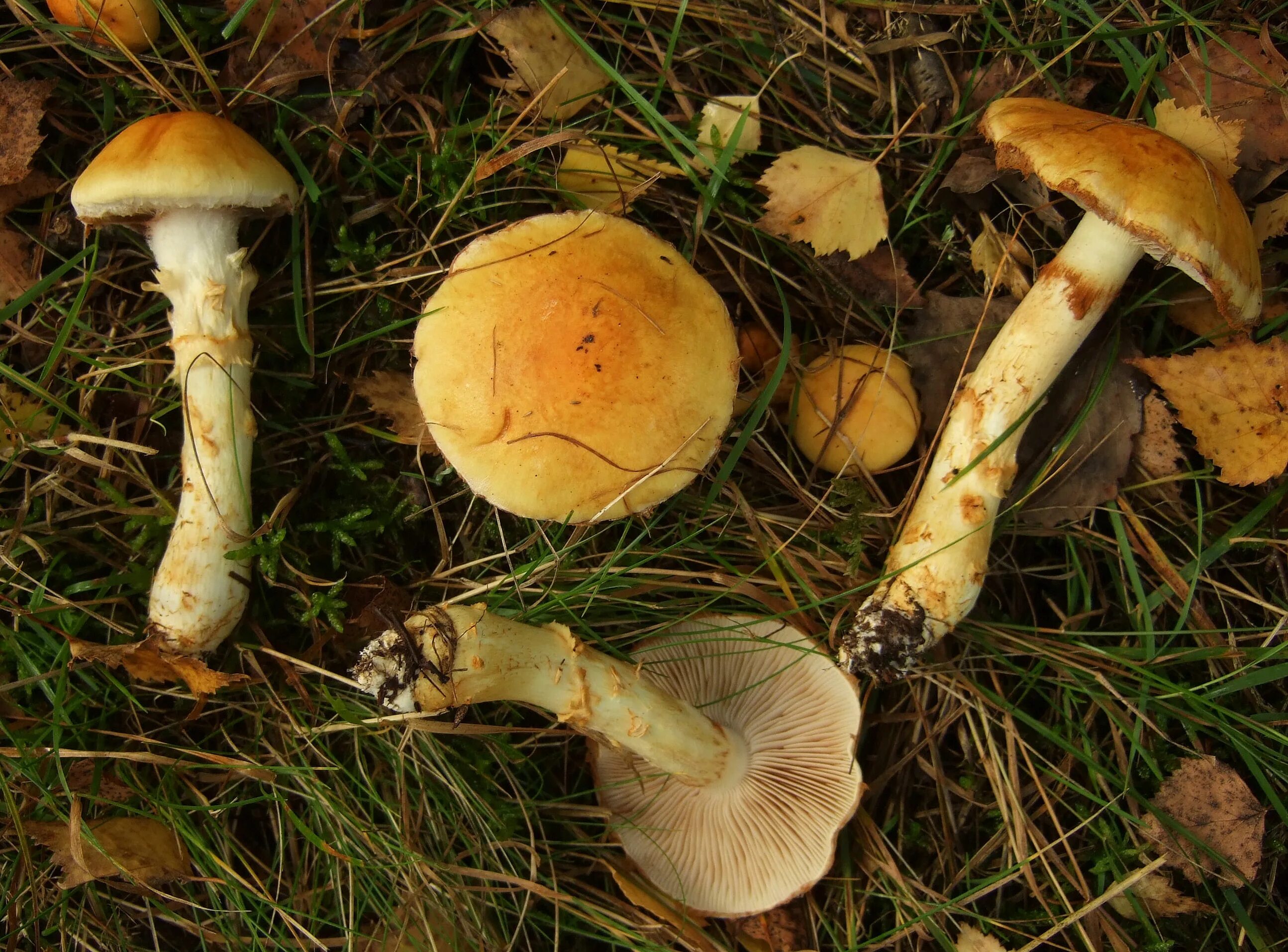 Паутинка грибы фото Fungus Gallery :: Phlegmacium :: F30A4781