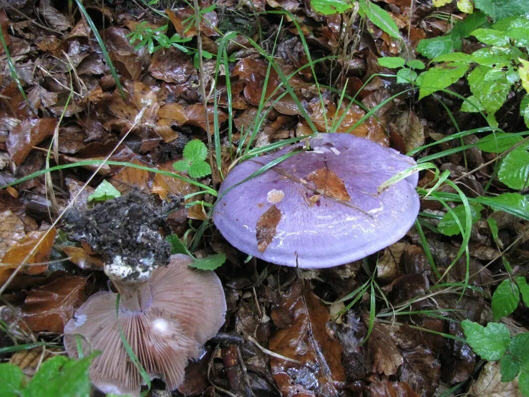 Паутинка грибы фото Паутинник сизо-голубой (Cortinarius caerulescens) (1058px x 794px)