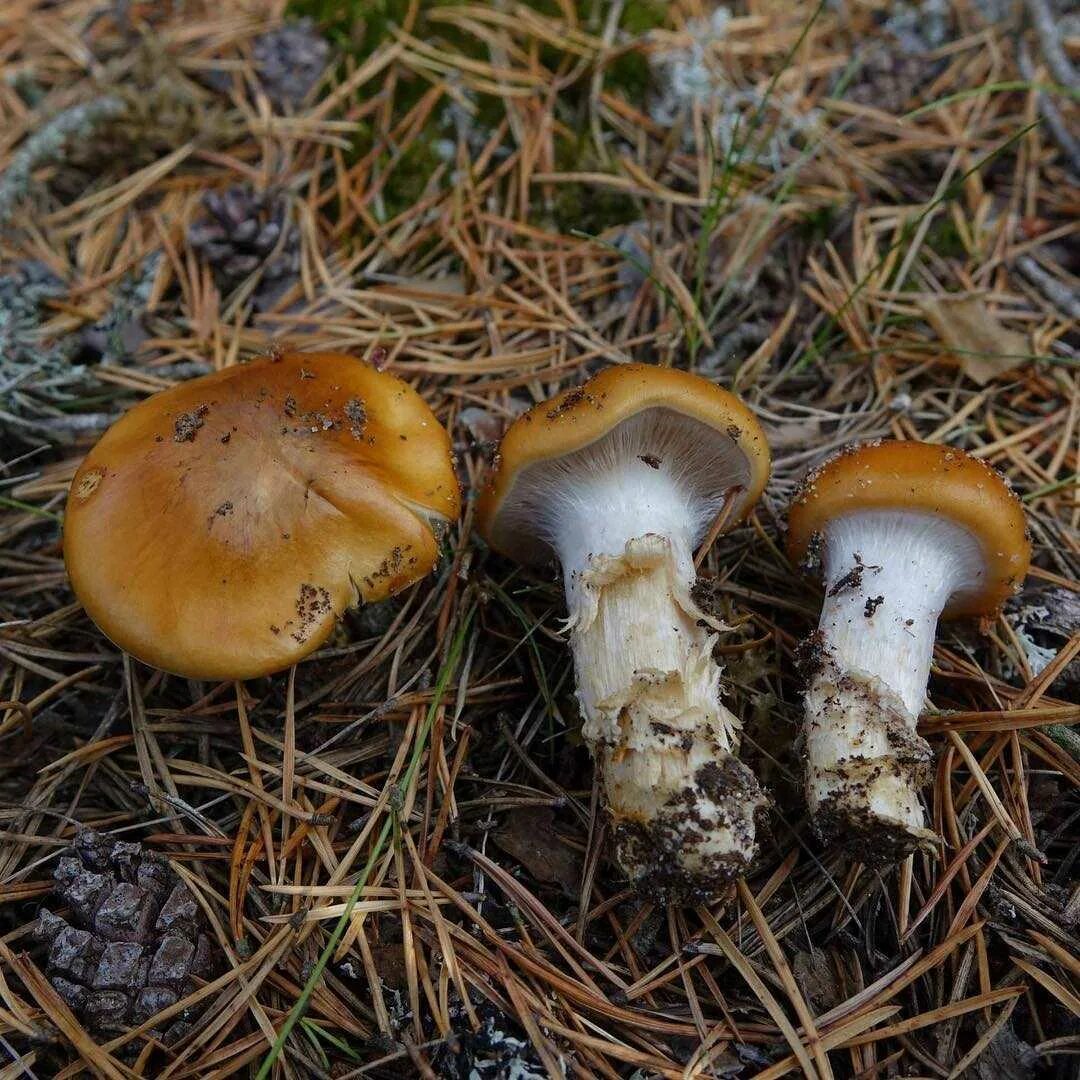 Паутинка грибы фото Паутинник слизистый (cortinarius mucosus)