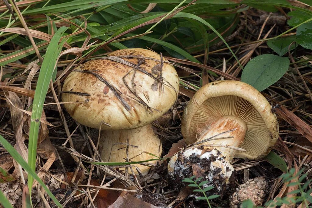 Паутинка грибы фото Паутинник серно-жёлтый (Cortinarius sulfurinus) - Грибы Сибири Вложение: 24009