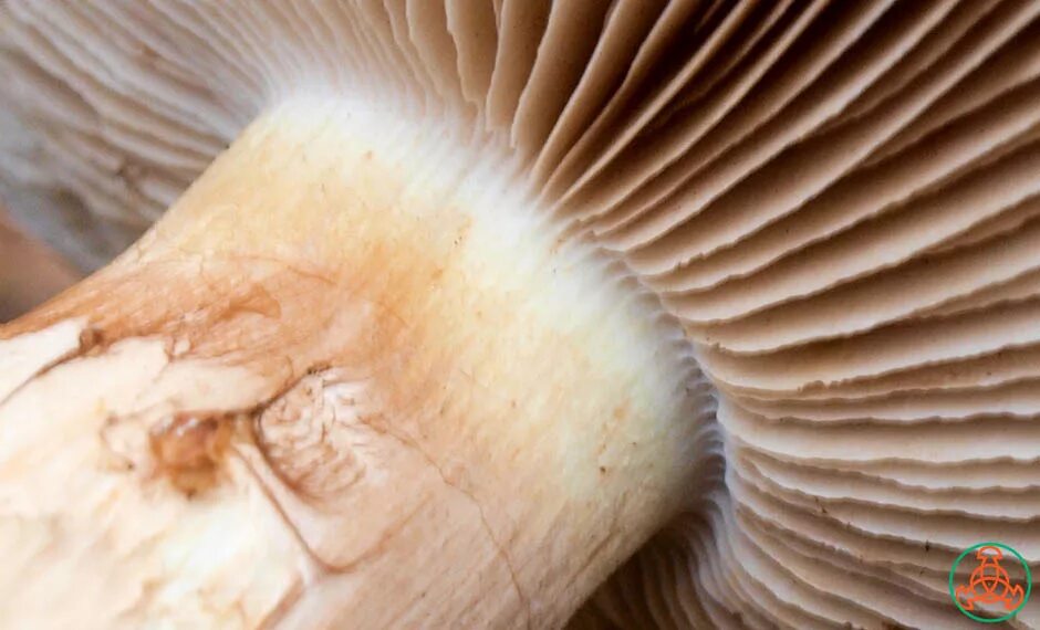 Паутинка грибы фото Паутинник триумфальный - Cortinarius triumphans - Грибы Уломы Железной