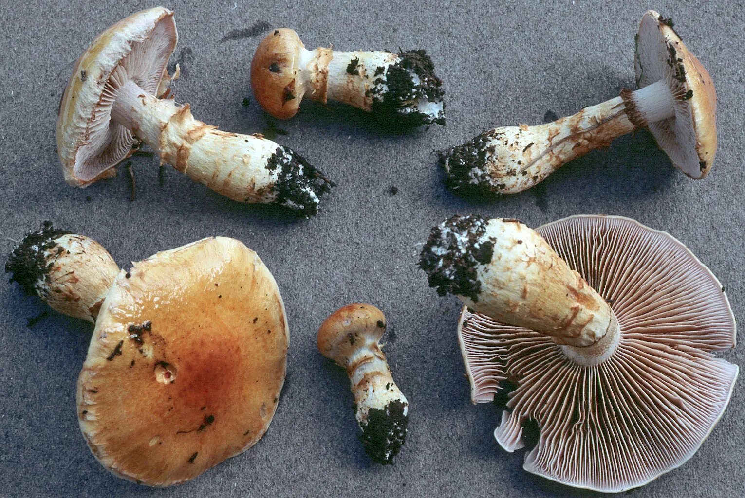 Паутинка грибы фото Fungus Gallery :: Phlegmacium :: SV04_021
