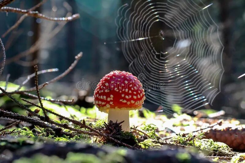 Паутинка грибы фото Amanita growing on forest stock image. Image of wild - 113622087