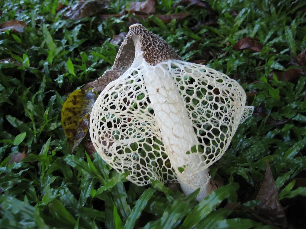 Паутинка грибы фото IMG_0007 Mushroom at LaSelva after rain Dictyophora indusi. Flickr
