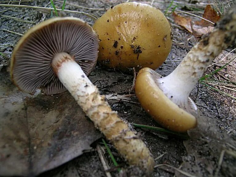 Паутинка грибы фото Паутинник обыкновенный (Cortinarius triviah)