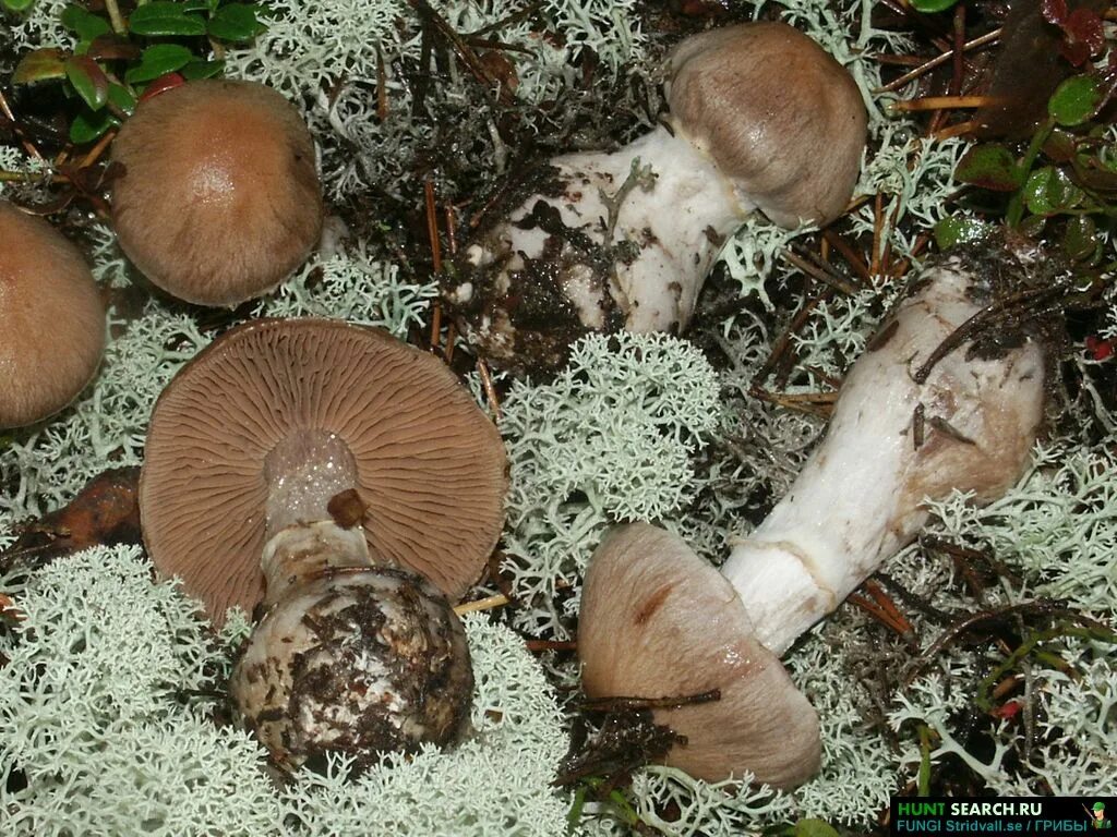 Паутинка грибы фото Fungi telamonia. Каталог грибов. Фотографии грибов разных стран мира.