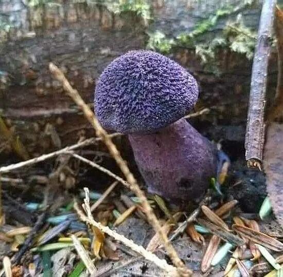 Паутинка грибы фото Паутинник пасынковидный - описание гриба, похожие виды, фото