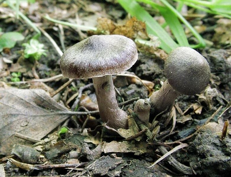 Паутинник гриб фото Cortinarius evernius. Фото на сайте "Грибы Калужской области"
