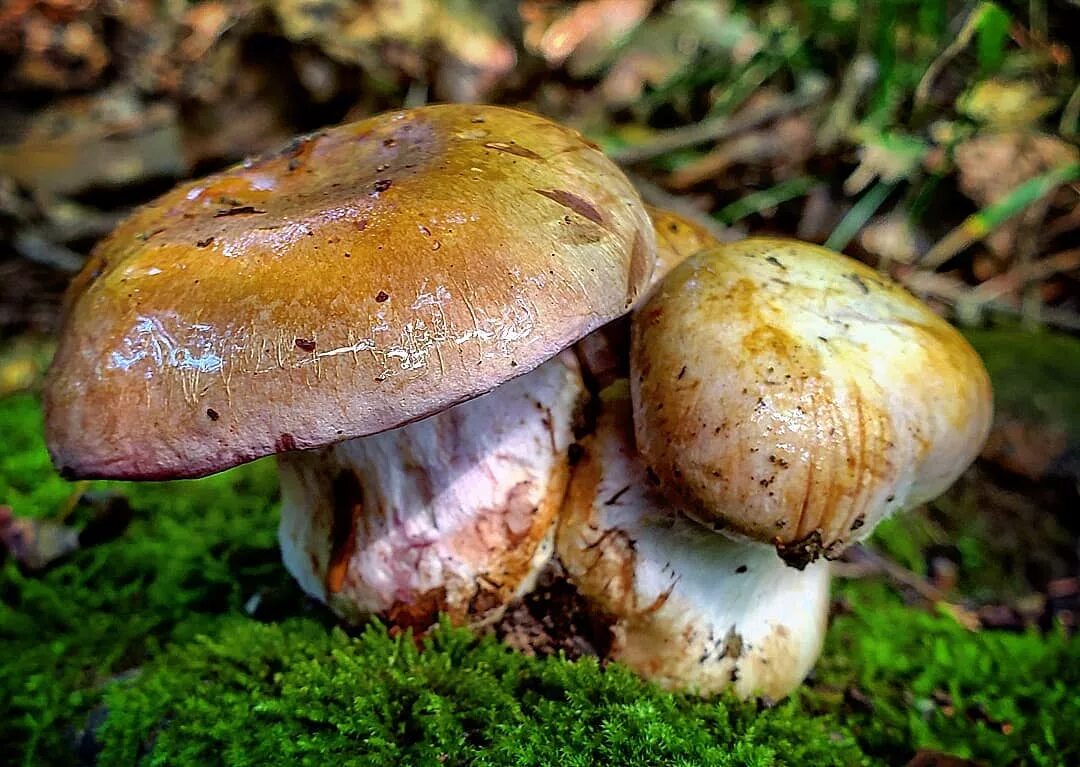 Паутинник гриб фото Паутинник съедобный или толстушка (Cortinarius esculentus)