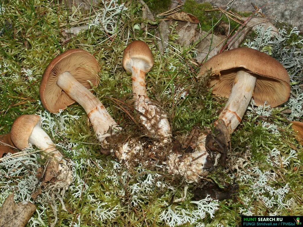 Паутинник триумфальный гриб фото Fungi telamonia. Каталог грибов. Фотографии грибов разных стран мира.