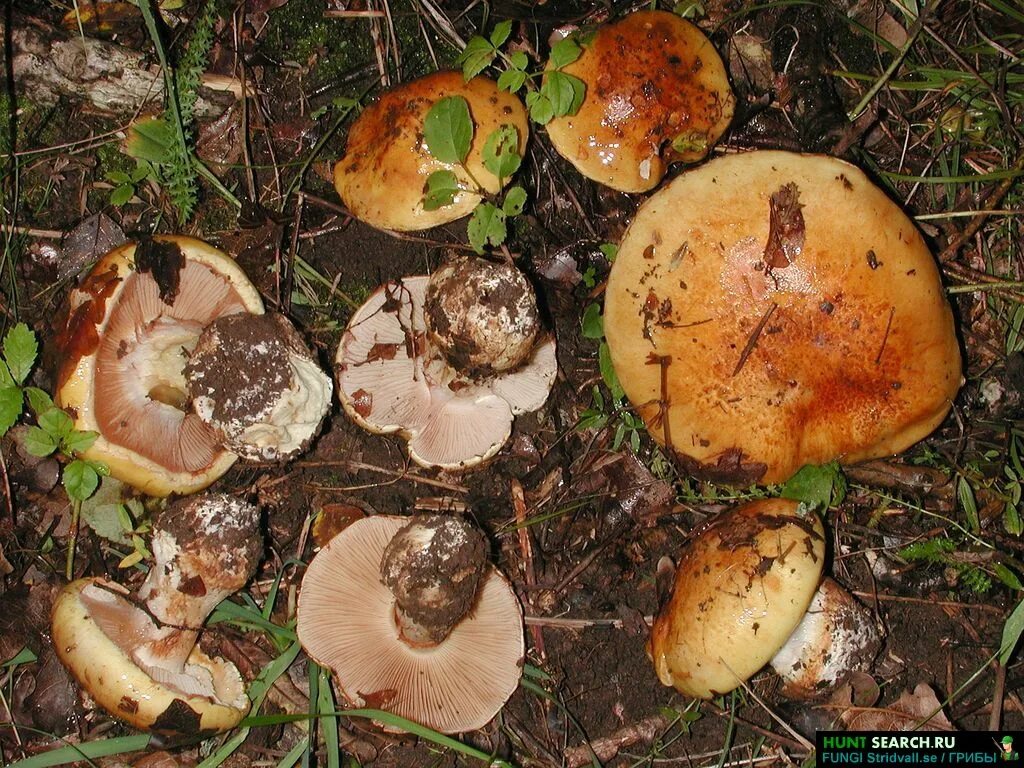 Паутинник триумфальный гриб фото Fungi phlegmacium. Каталог грибов. Фотографии грибов разных стран мира.