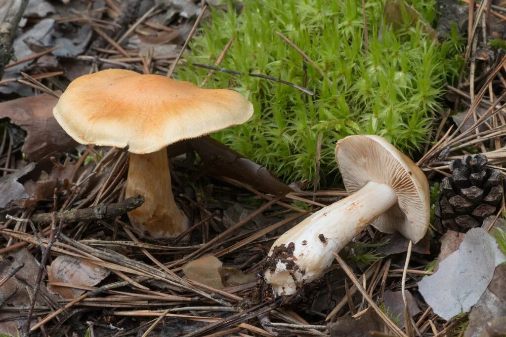 Паутинник триумфальный гриб фото Паутинник соснолюбивый (Cortinarius pinophilus) - Грибы Сибири Вложение: 26748