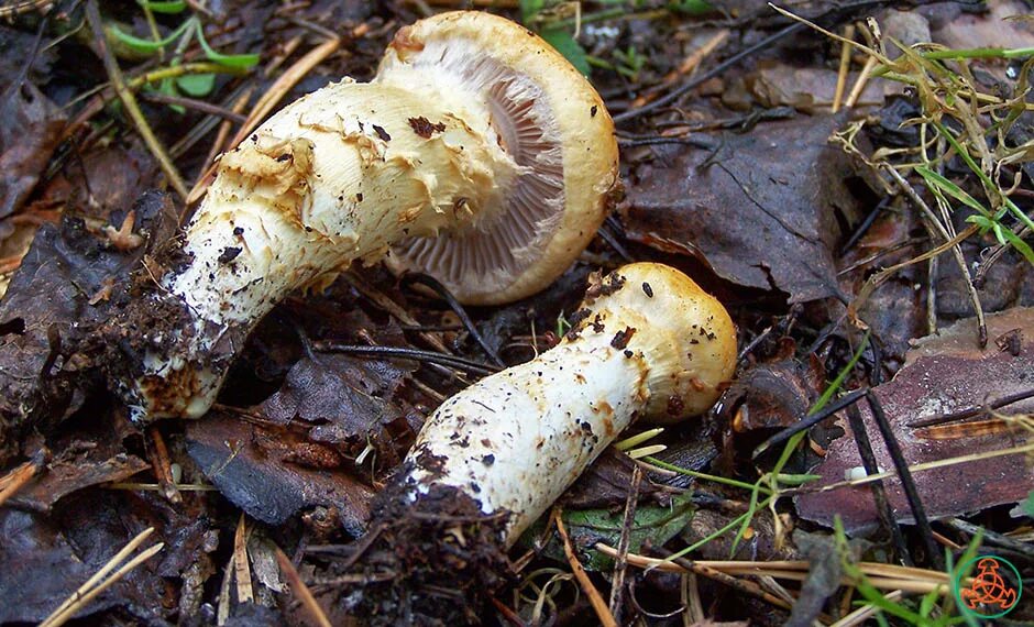 Паутинник триумфальный гриб фото Паутинник триумфальный - Cortinarius triumphans - Грибы Уломы Железной