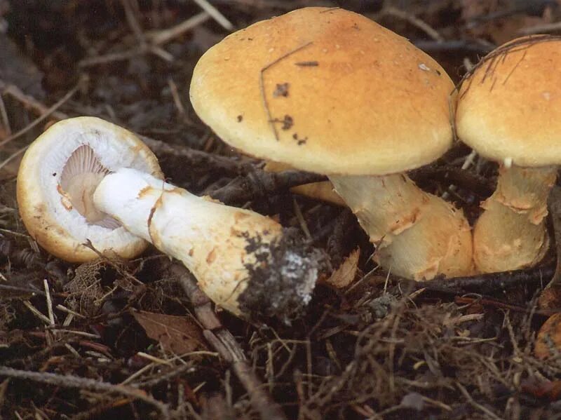 Паутинник триумфальный гриб фото Фотокаталог грибов: Паутинник жёлтый (Phlegmacium triumphans)