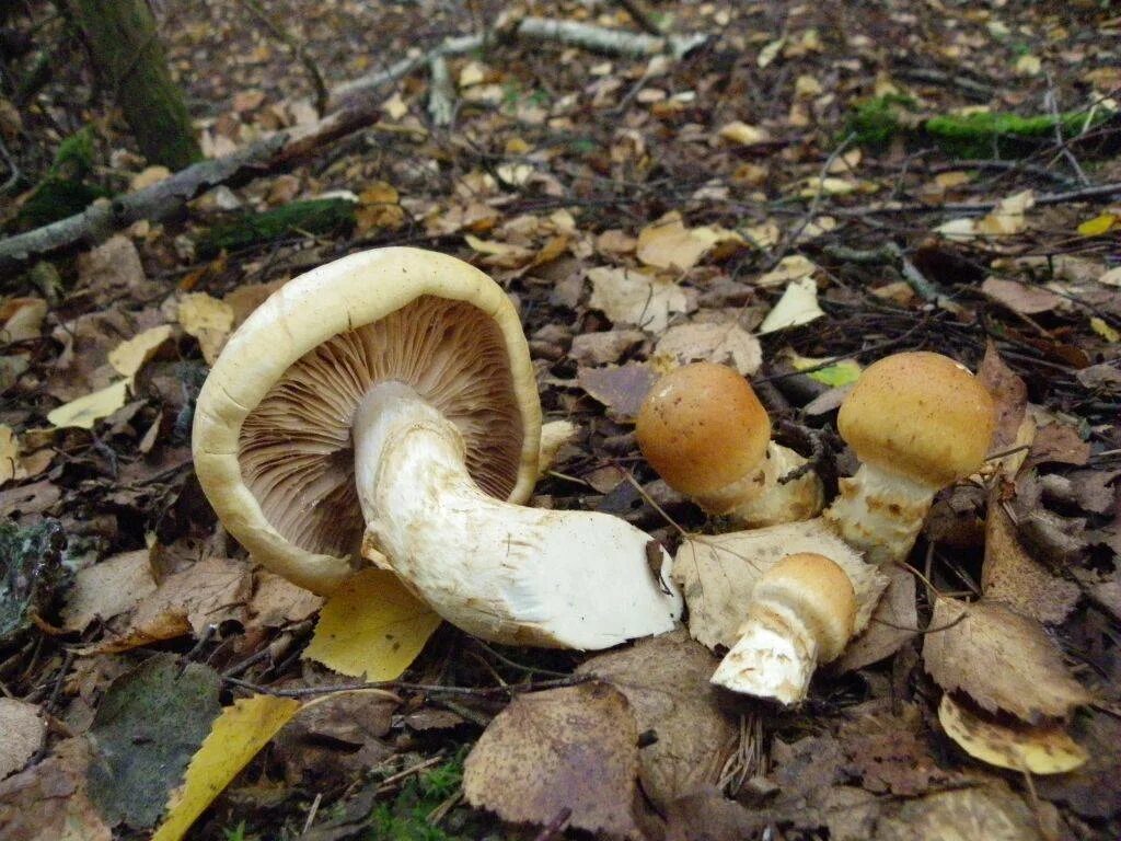 Паутинник триумфальный гриб фото Паутинник желтый (Cortinarius triumphans) или Паутинник триумфальный: фото, опис
