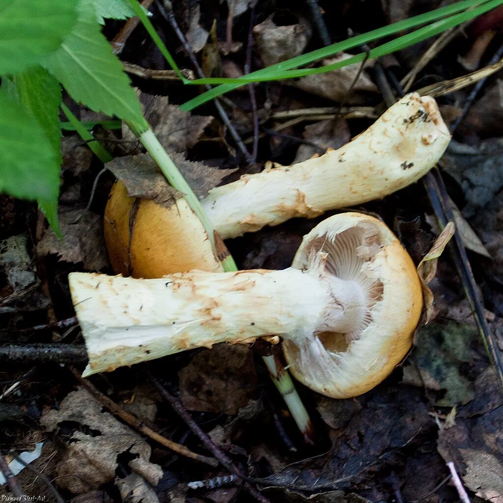 Паутинник триумфальный гриб фото Паутинник триумфальный (Cortinarius triumphans) - Грибы Сибири Вложение: 12023