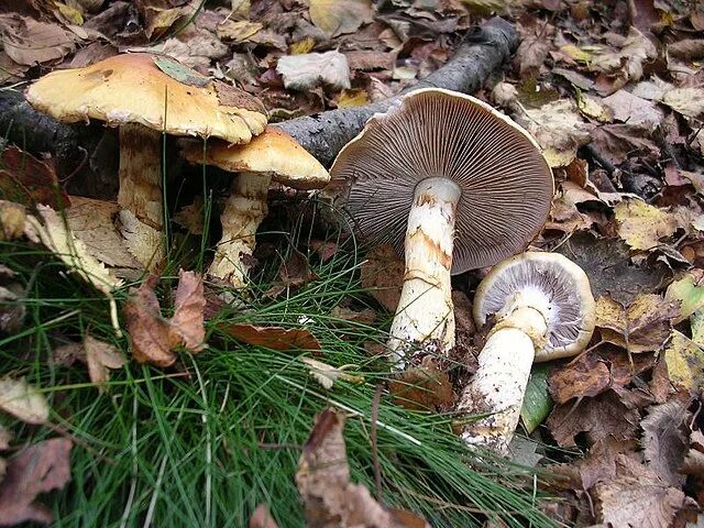 Паутинник триумфальный гриб фото Файл:Cortinarius triumphans.jpg - Википедия